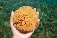 PREMIUM WOOL BATH SEA SPONGES - Natural + Sustainable – Fawn Lily Botanica PREMIUM WOOL BATH SEA SPONGES - Natural + Sustainable – Fawn Lily Botanica